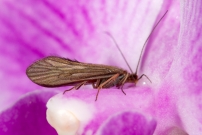 Une femelle (Trichoptre - Psychomyiidae - Tinodes waeneri)  